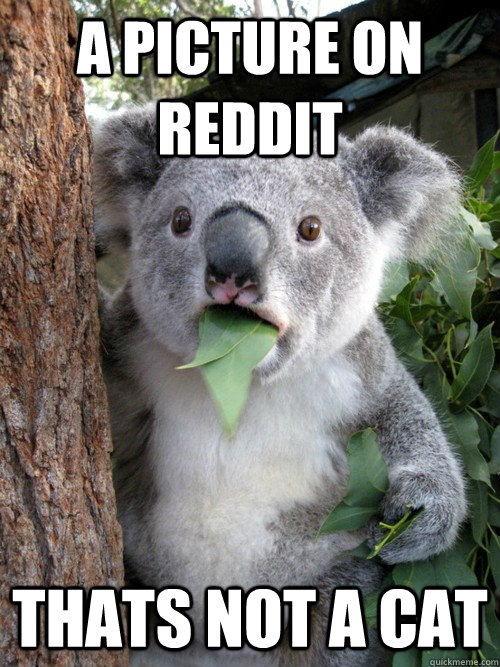 A picture on reddit  Thats not a cat  Shocked Koala