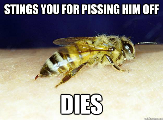 stings you for pissing him off Dies  Freshman Bee
