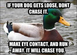 If your dog gets loose, dont chase it. Make eye contact, and run away. It will chase you.  Good Advice Duck
