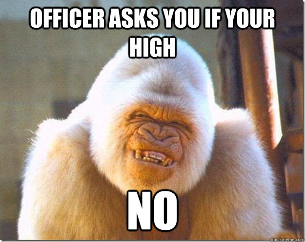 officer asks you if your high no  