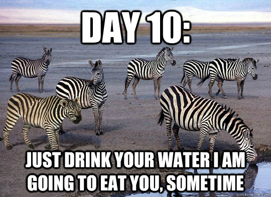 Day 10: just drink your water i am going to eat you, sometime - Day 10: just drink your water i am going to eat you, sometime  Zebra Lion