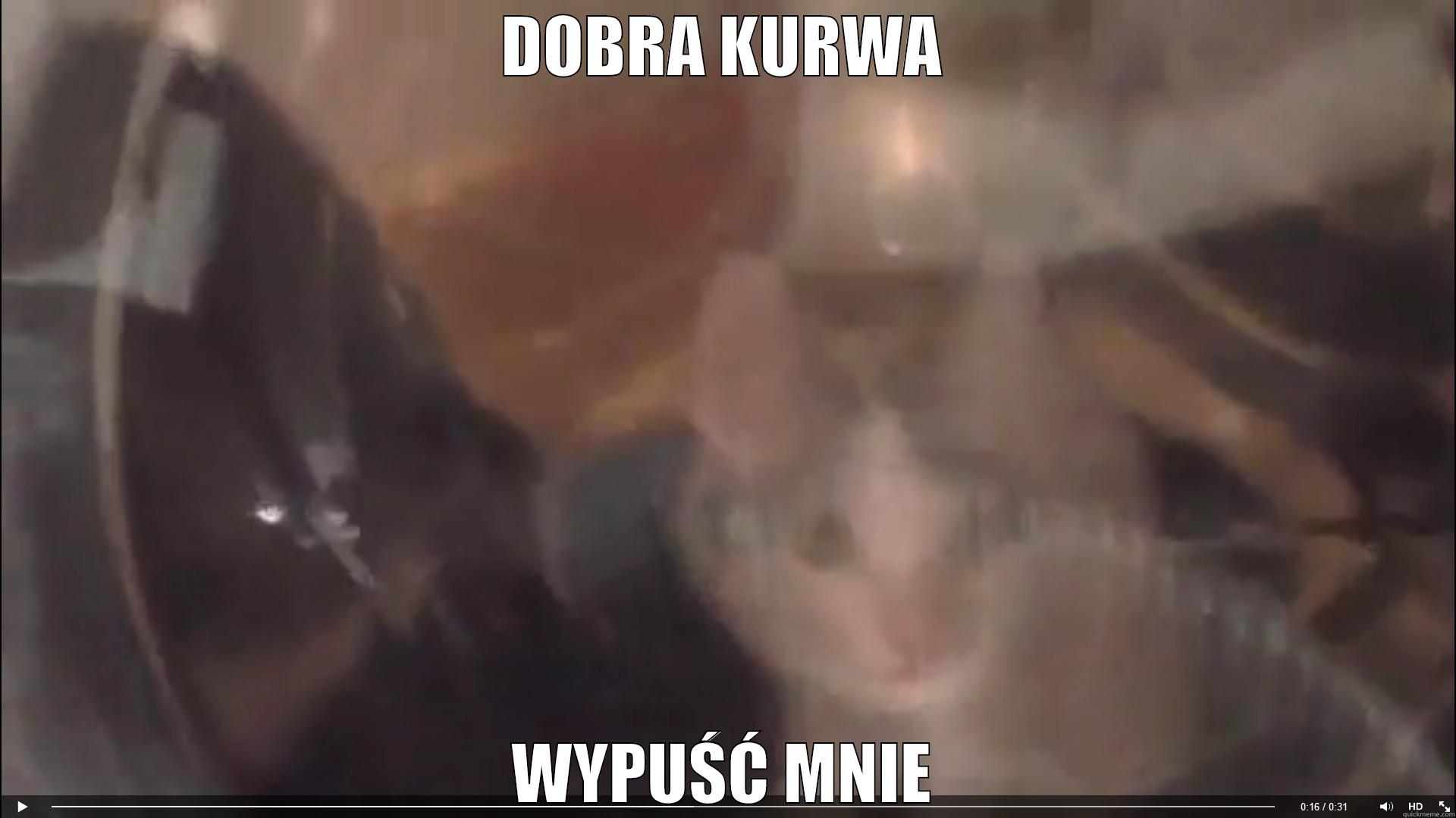 DOBRA KURWA WYPUŚĆ MNIE Misc