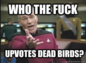 Who the fuck Upvotes dead birds?  Annoyed Picard