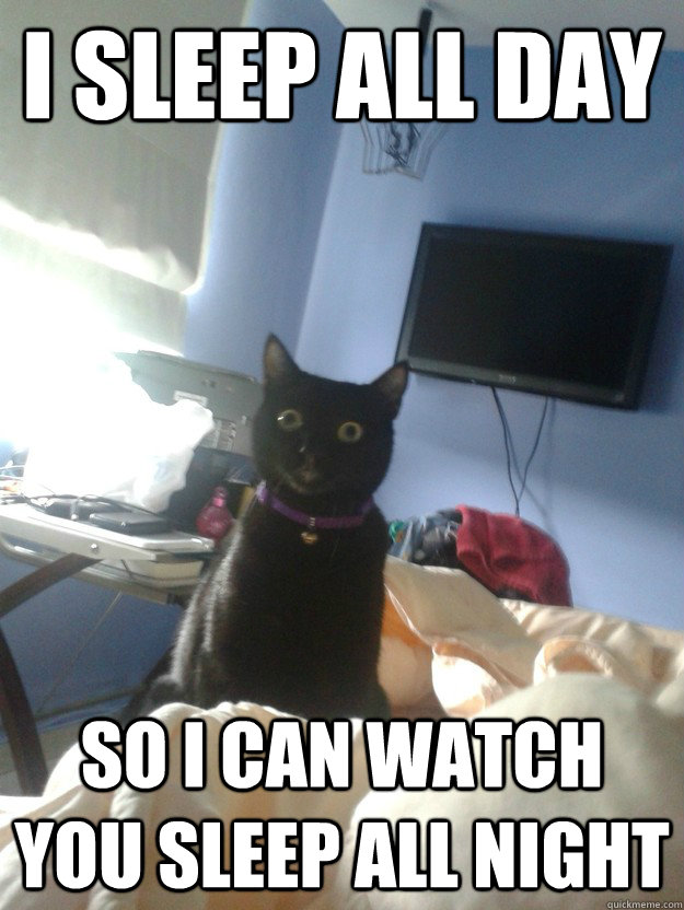 i sleep all day so I can watch you sleep all night  overly attached cat