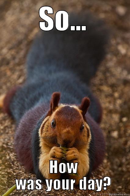 Inquisitive Indian Squirrel - SO... HOW WAS YOUR DAY? Misc