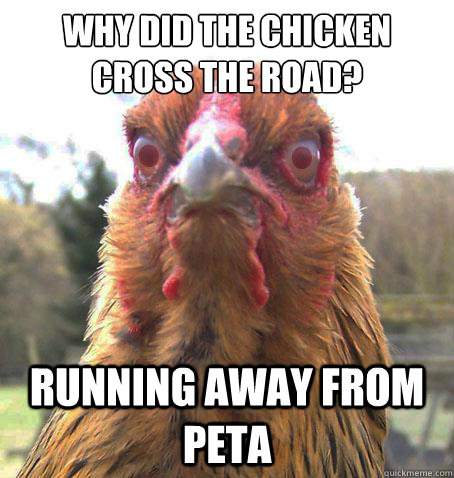 Why did the chicken cross the road? Running away from PETA  RageChicken