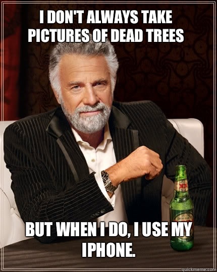 I don't always take pictures of dead trees but when I do, I use my iPhone.  The Most Interesting Man In The World