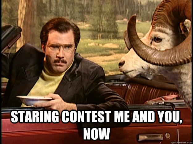  Staring contest me and you, now -  Staring contest me and you, now  Goulet staring contest