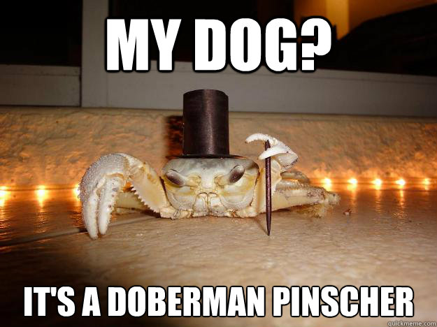 My dog? It's a doberman pinscher - My dog? It's a doberman pinscher  Fancy Crab