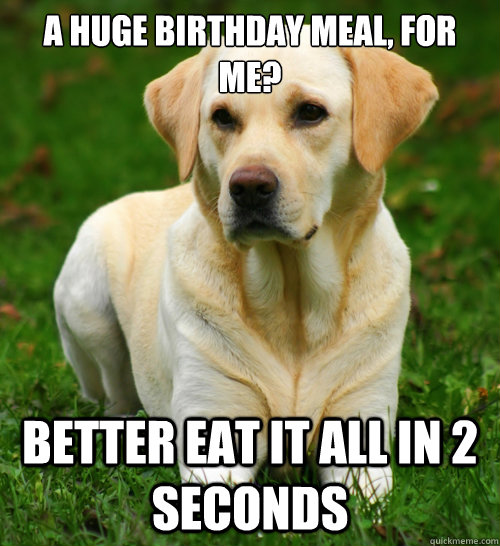 a huge birthday meal, for me? better eat it all in 2 seconds  Dog Logic