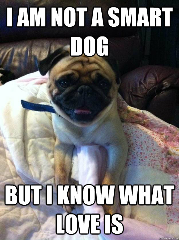 I am not a smart dog but I know what love is  Not a smart dog