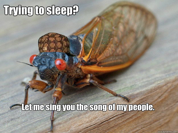  Let me sing you the song of my people. Trying to sleep? -  Let me sing you the song of my people. Trying to sleep?  Scumbag Cicada