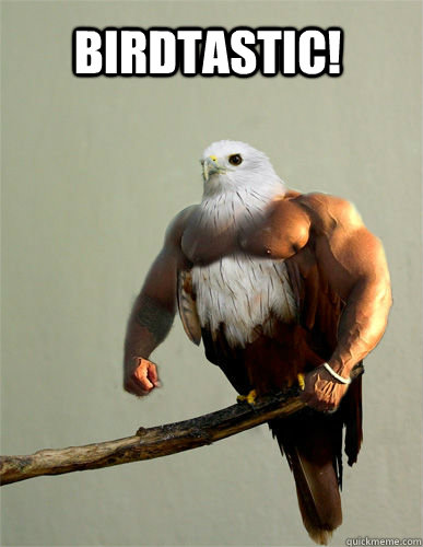 Birdtastic!  Birds With Arms
