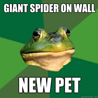 Giant spider on wall new pet - Giant spider on wall new pet  Foul Bachelor Frog