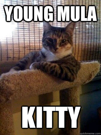 Young mula Kitty  The Most Interesting Cat in the World