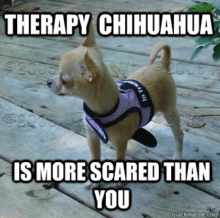 Therapy  Chihuahua is more scared than you  Therapy Chihuahua