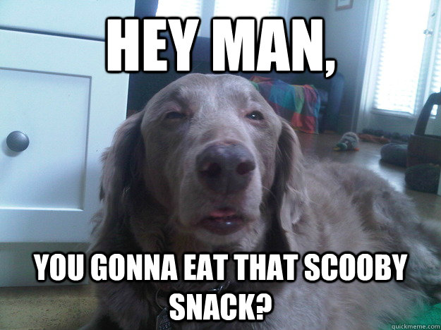 Hey man, you gonna eat that scooby snack?  10 Dog