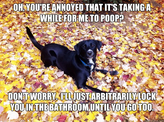 Oh, you're annoyed that it's taking a while for me to poop? Don't worry.  I'll just arbitrarily lock you in the bathroom until you go too.  Guilt Giving Good Dog