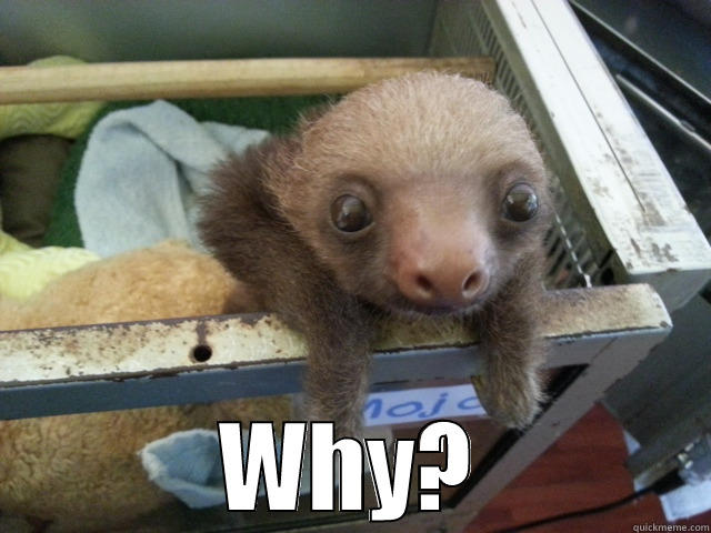 Question Sloth -  WHY? Misc