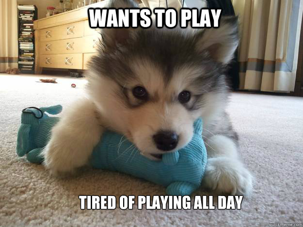 Wants to play Tired of playing all day - Wants to play Tired of playing all day  First World Puppy