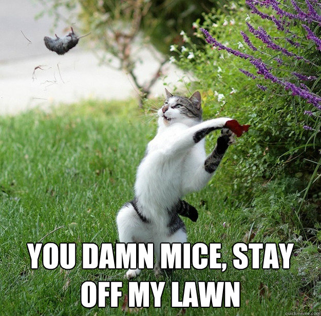 you damn mice, stay off my lawn -  you damn mice, stay off my lawn  Misc