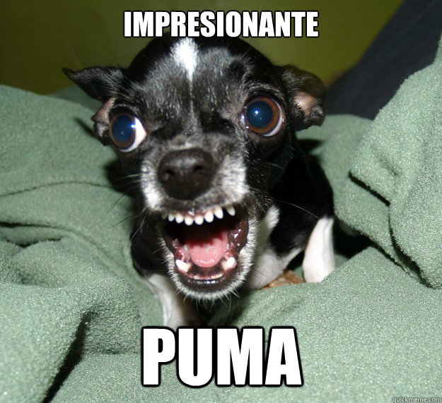 impresionante puma  Chihuahua Logic