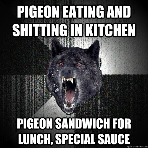 Pigeon eating and shitting in kitchen pigeon sandwich for lunch, special sauce  Insanity Wolf