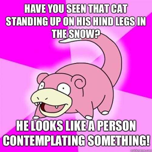 Have you seen that cat standing up on his hind legs in the snow? He looks like a person contemplating something!  Slow Poke