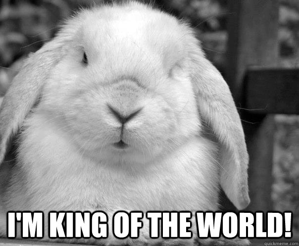 I'm king of the world! - I'm king of the world!  the rabbit that thinks hes a dog
