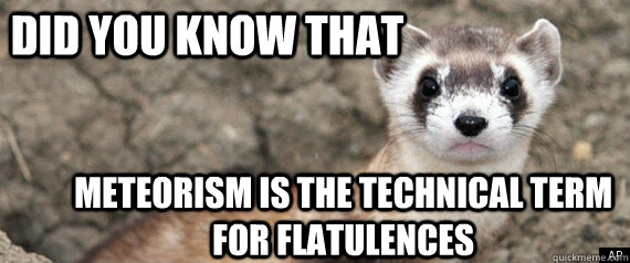 Did you know that meteorism is the technical term for flatulences  Fun-Fact-Ferret