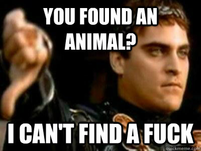You found an animal? I can't find a fuck  Downvoting Roman