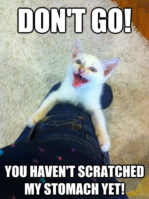 DON'T Go! You haven't scratched my stomach yet! - DON'T Go! You haven't scratched my stomach yet!  Overly Attached Kitten