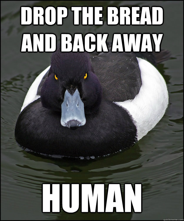 drop the bread and back away human - drop the bread and back away human  Angry Advice Duck