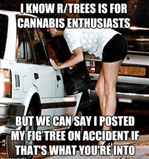 I know r/trees is for cannabis enthusiasts But we can say I posted my fig tree on accident if that's what you're into  Karma Whore