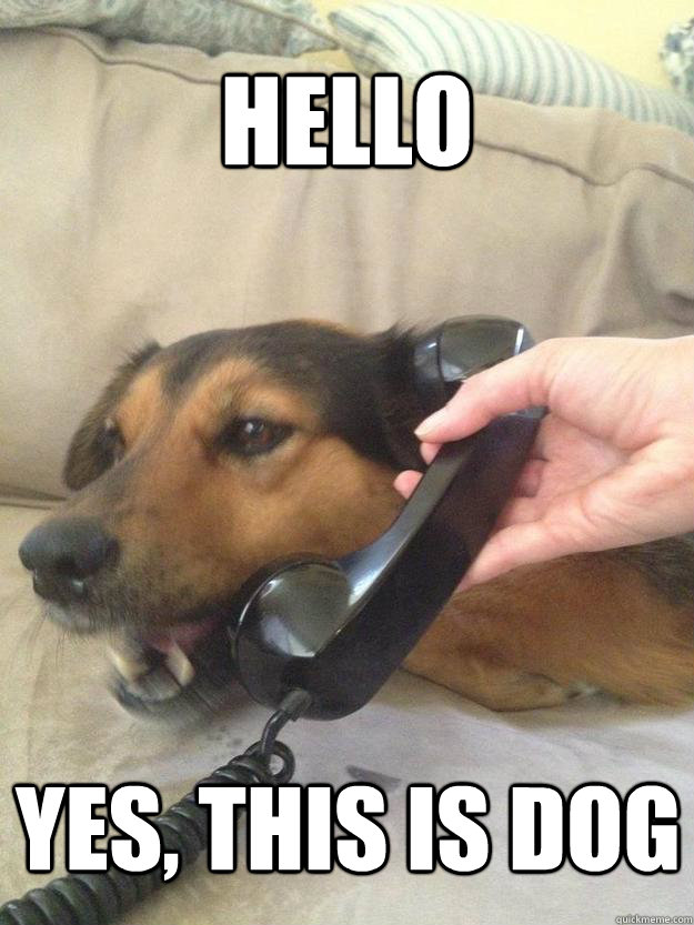 Hello Yes, this is dog - Hello Yes, this is dog  This is dog