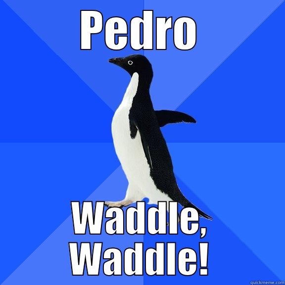 PEDRO WADDLE, WADDLE! Socially Awkward Penguin