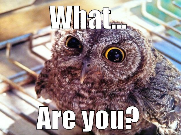 WHAT... ARE YOU? Skeptical Owl