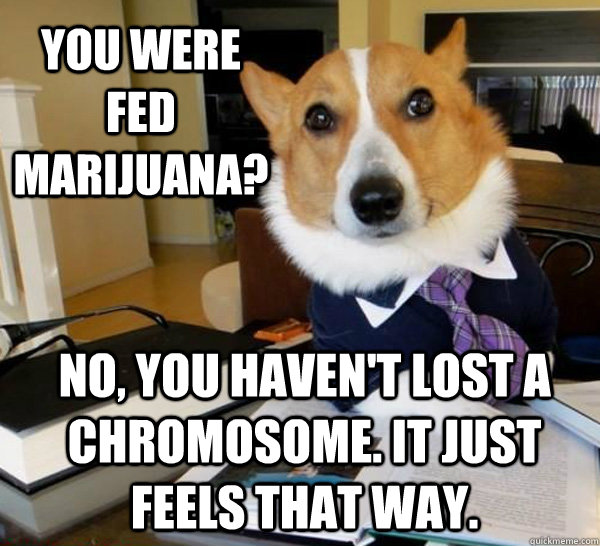 You were fed marijuana? no, you haven't lost a chromosome. It just feels that way.  Lawyer Dog