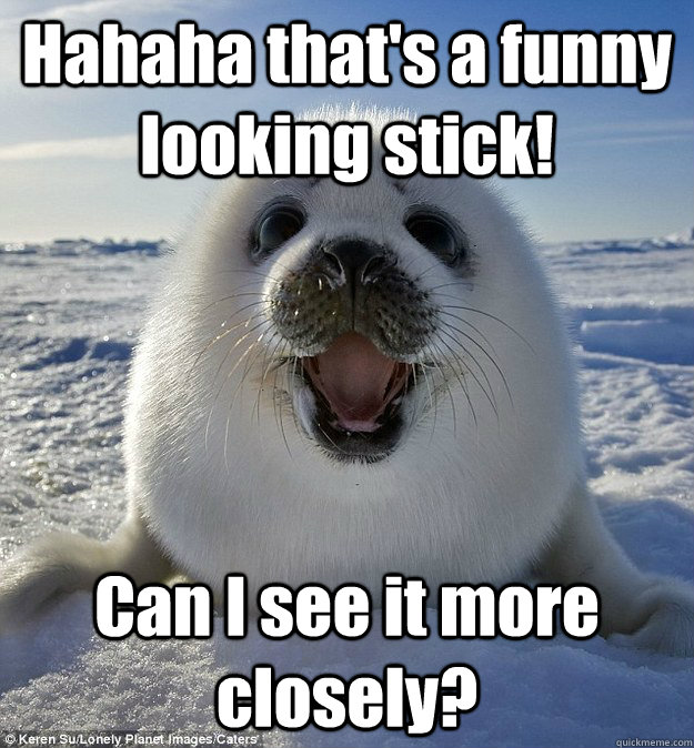 Hahaha that's a funny looking stick! Can I see it more closely?  Easily Pleased Seal