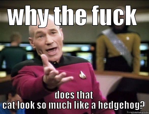 WHY THE FUCK DOES THAT CAT LOOK SO MUCH LIKE A HEDGEHOG? Annoyed Picard HD