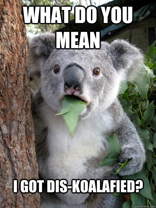 What do you mean I got dis-koalafied? - What do you mean I got dis-koalafied?  astonished koala