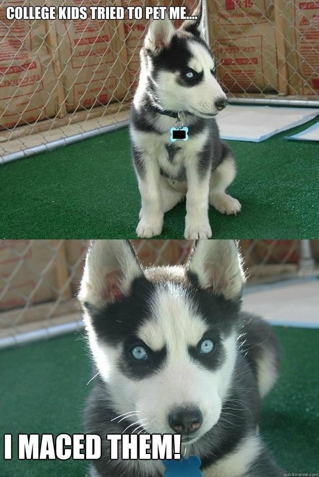 College kids tried to pet me.... I Maced them!  Insanity puppy
