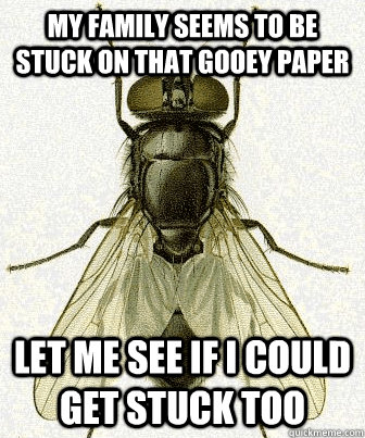 My family seems to be stuck on that gooey paper Let me see if i could get stuck too - My family seems to be stuck on that gooey paper Let me see if i could get stuck too  Fly logic