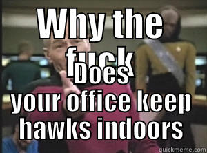 WHY THE FUCK DOES YOUR OFFICE KEEP HAWKS INDOORS Annoyed Picard