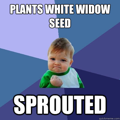plants White Widow seed Sprouted  Success Kid