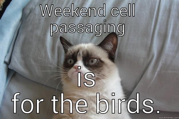 WEEKEND CELL PASSAGING IS FOR THE BIRDS. Grumpy Cat