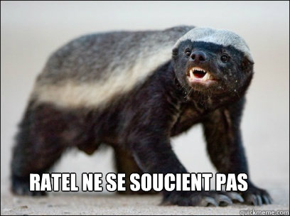 ratel ne se soucient pas   Honey Badger