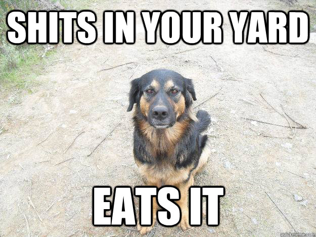 shits in your yard eats it  Good Guy Dog