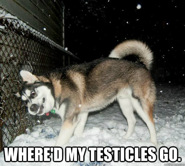 Where'd my testicles go.  Sudden Clarity Canine