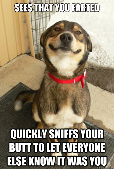 Sees that you farted quickly sniffs your butt to let everyone else know it was you  Good Guy Dog